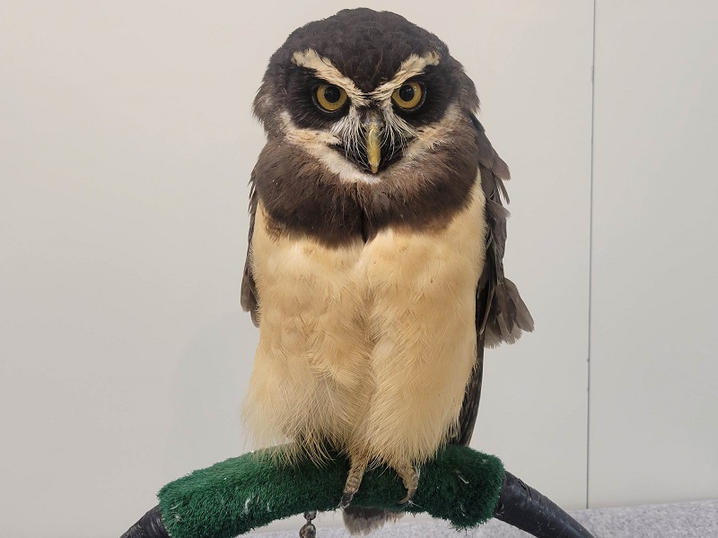 メガネフクロウ｜幸せを呼ぶ！世界のフクロウ展