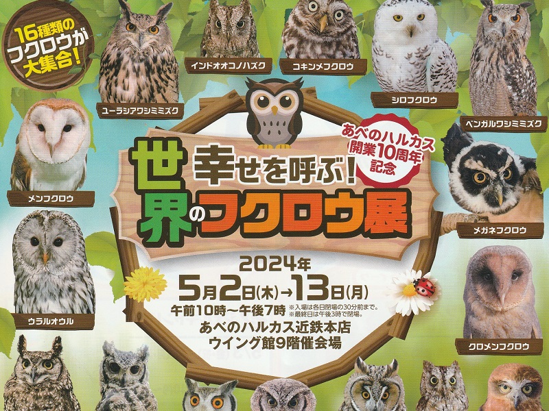 幸せを呼ぶ！世界のフクロウ展