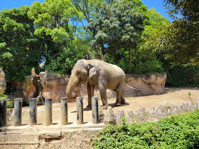 林床の世界｜到津の森公園