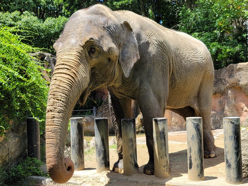 セイロンゾウ（スリランカゾウ）｜到津の森公園