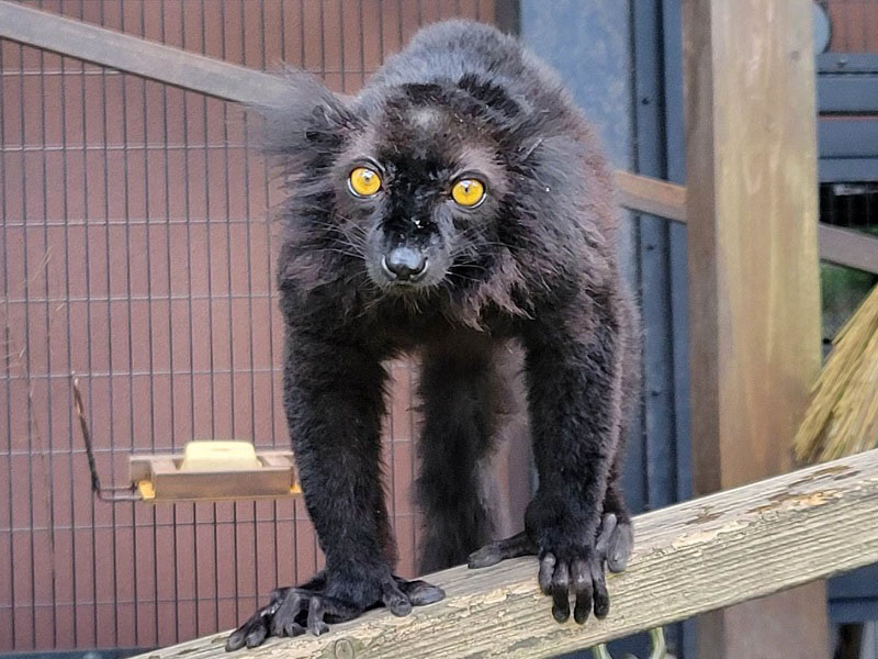 クロキツネザル｜到津の森公園