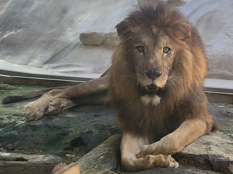 ライオン｜福岡市動物園