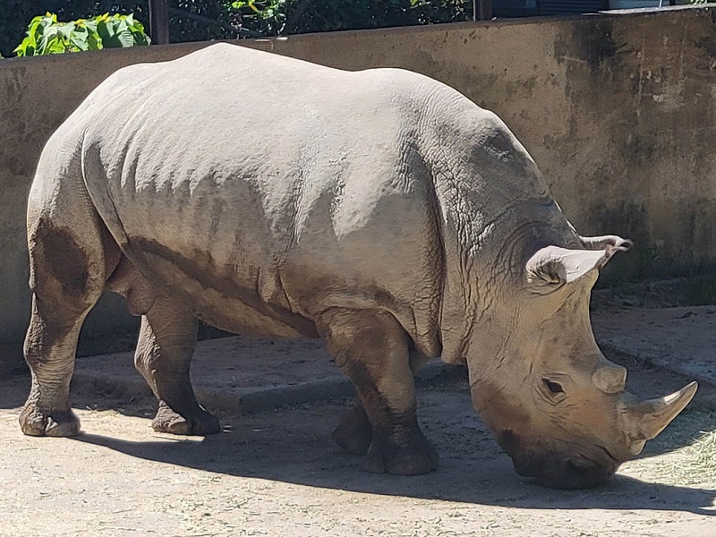 ミナミシロサイ｜福岡市動物園