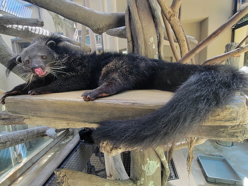 ビントロング｜福岡市動物園