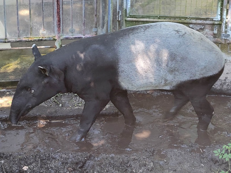 マレーバク｜福岡市動物園