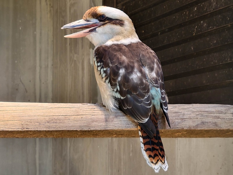 ワライカワセミ｜福岡市動物園