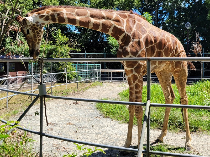 アミメキリン｜大牟田市動物園