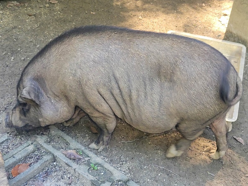 ミニブタ（ポットベリーピッグ）｜大牟田市動物園