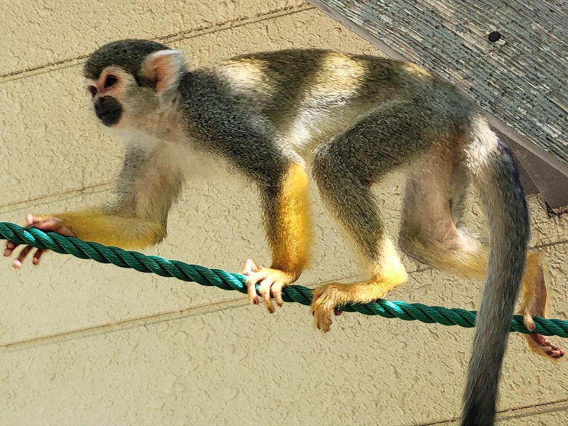 リスザル｜大牟田市動物園