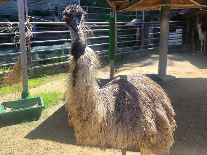 エミュー｜大牟田市動物園