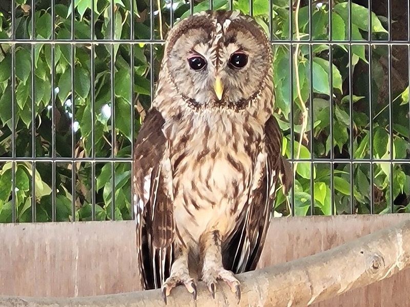 ウラルアウル（ウラルフクロウ）｜久留米市鳥類センター