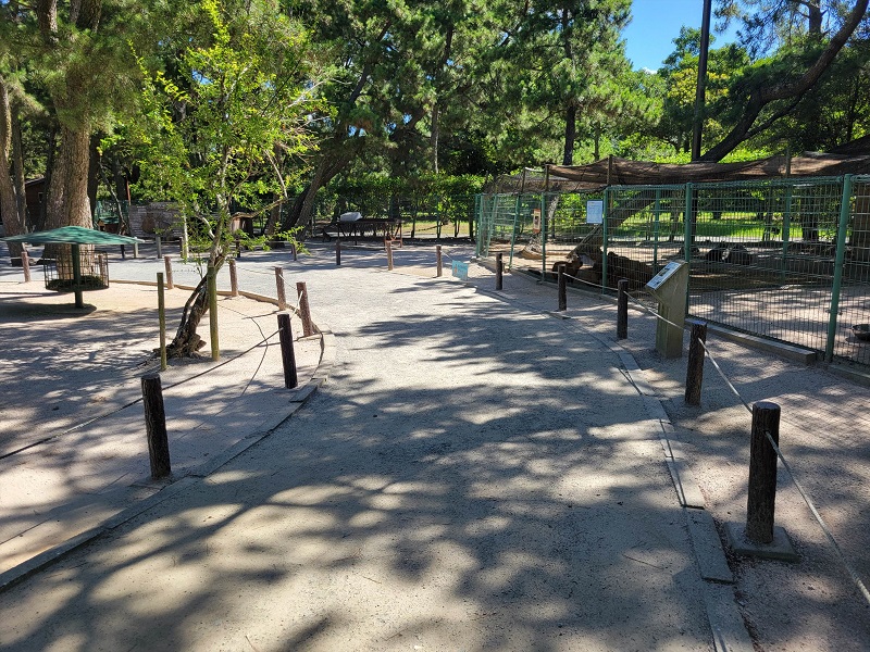 マーラ・カピバラエリア｜海の中道海浜公園 動物の森