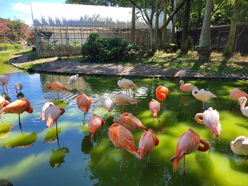 フラミンゴ舎｜海の中道海浜公園 動物の森