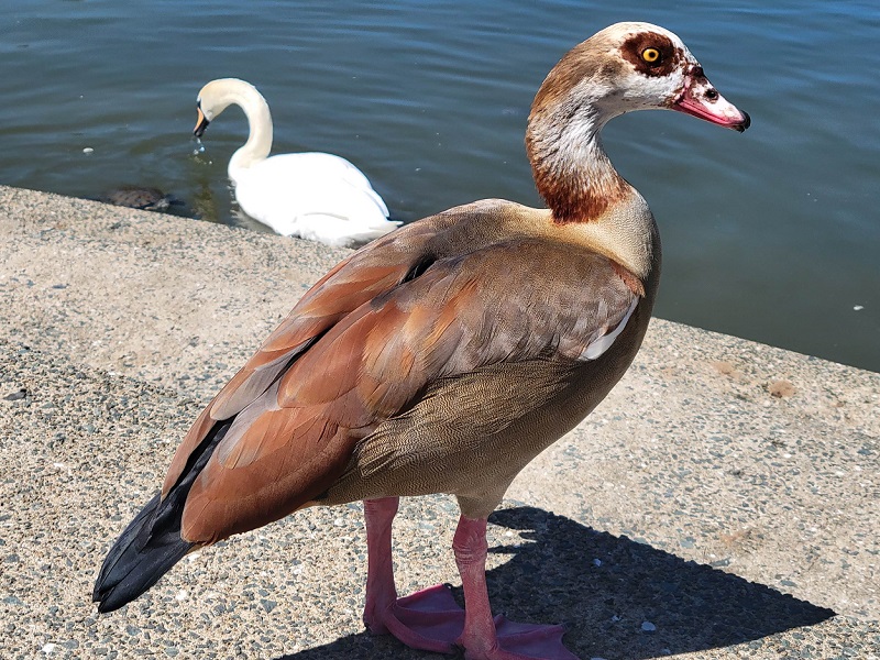 エジプトガン｜海の中道海浜公園 動物の森