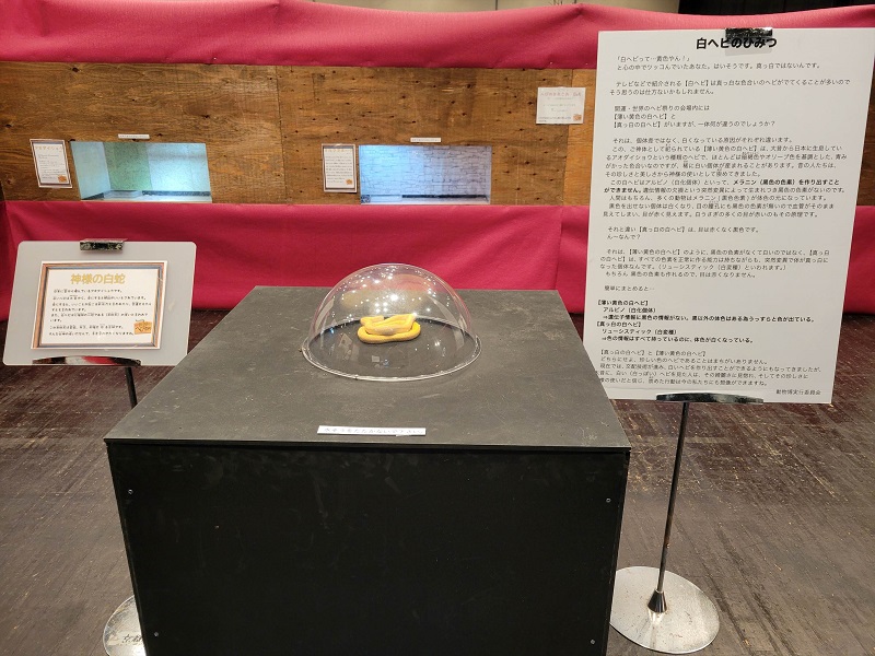神様の白蛇｜世界のへび祭り・天王寺あべのハルカス