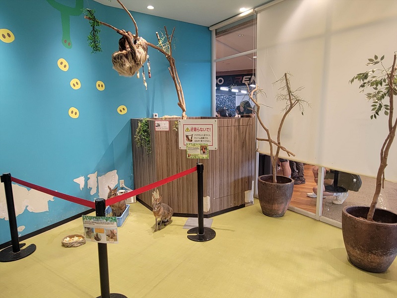 マーラ・ナマケモノ｜ラブリー・アニモア・東京スカイツリータウンの動物園