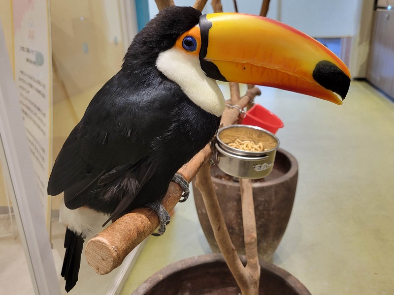 オニオオハシ｜ラブリー・アニモア・東京スカイツリータウンの動物園