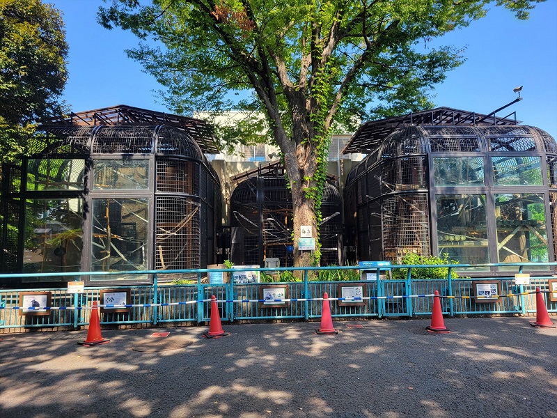 チンパンジー｜野毛山動物園
