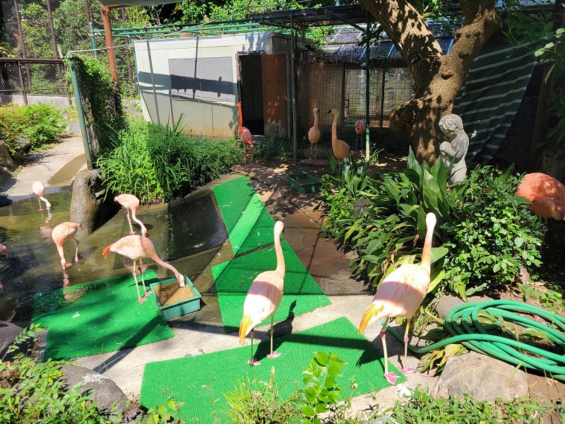 フラミンゴ｜野毛山動物園
