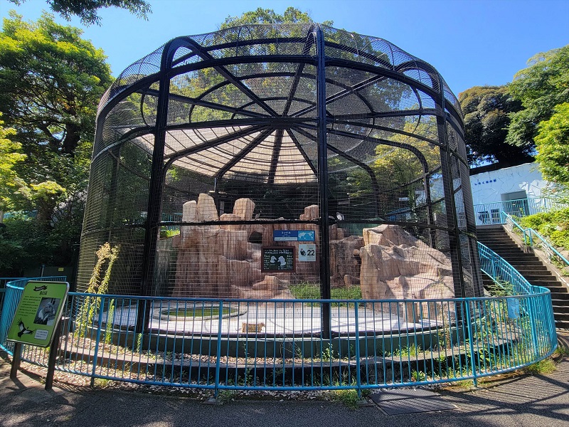コンドル｜野毛山動物園