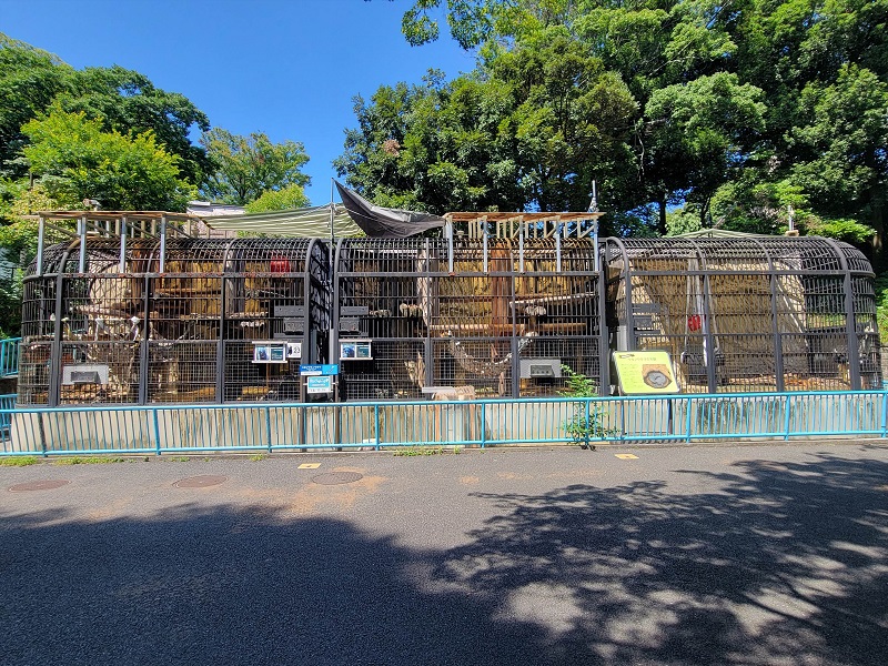 ニホンツキノワグマ｜野毛山動物園