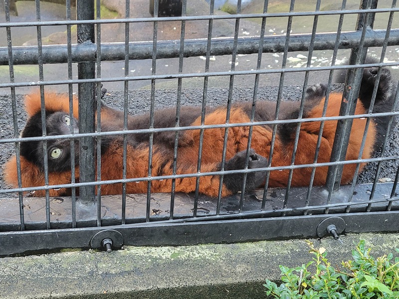 アカエリマキキツネザル｜野毛山動物園