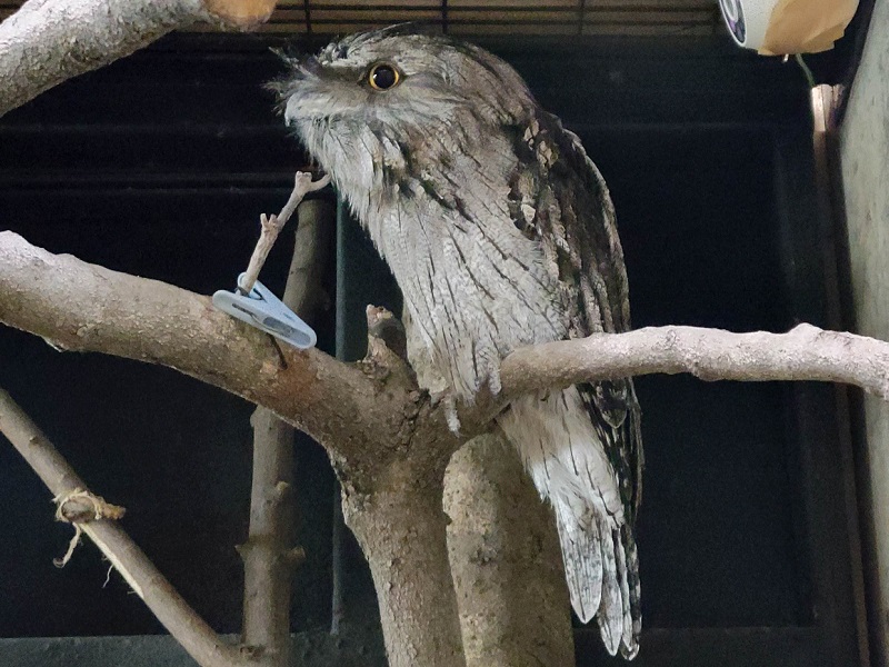 オーストラリアガマグチヨタカ｜野毛山動物園