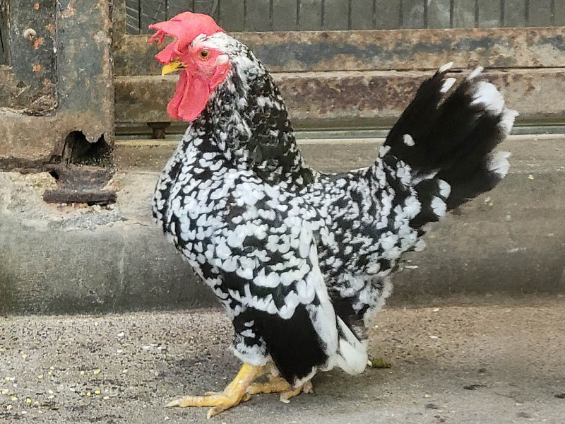 ゴイシチャボ｜万騎が原ちびっこ動物園