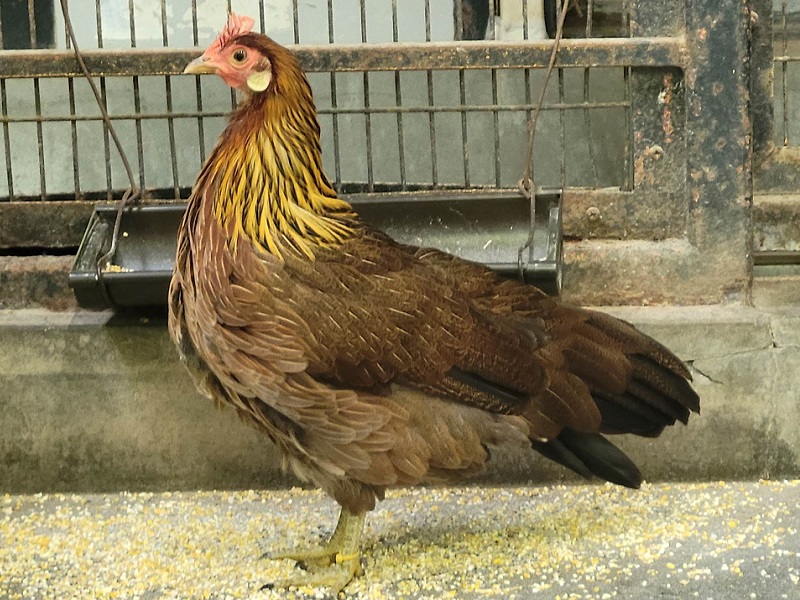 トウテンコウ｜万騎が原ちびっこ動物園