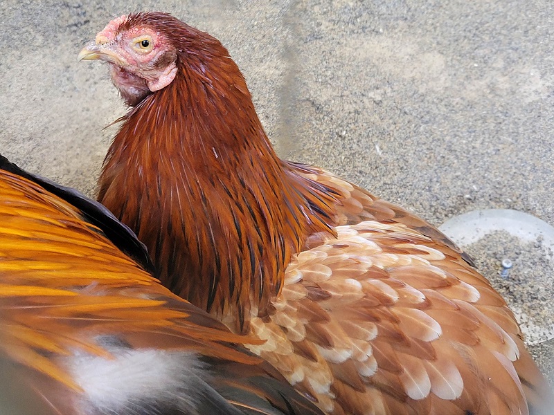 ヒナイドリ｜万騎が原ちびっこ動物園