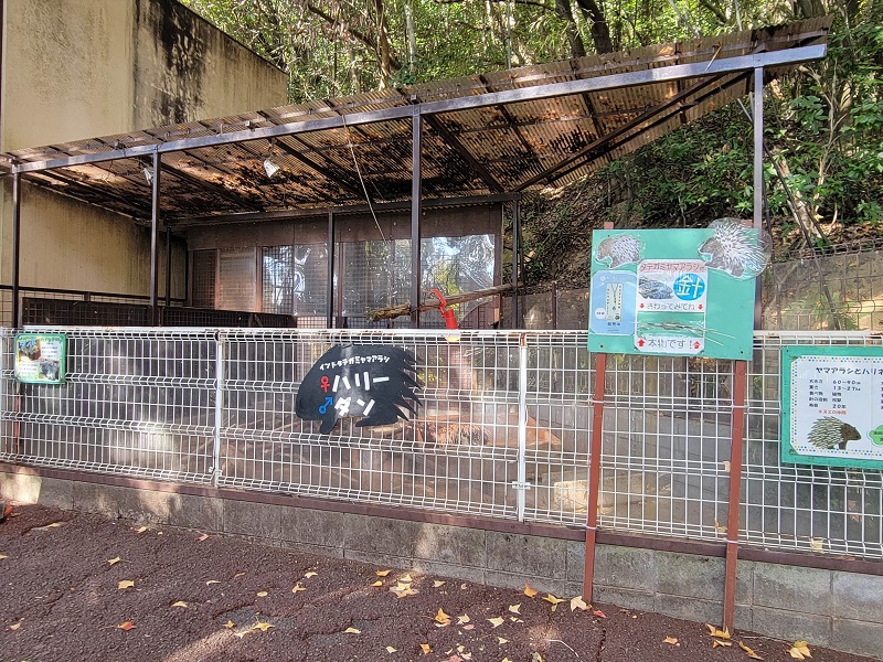 ヤマアラシ舎|池田動物園