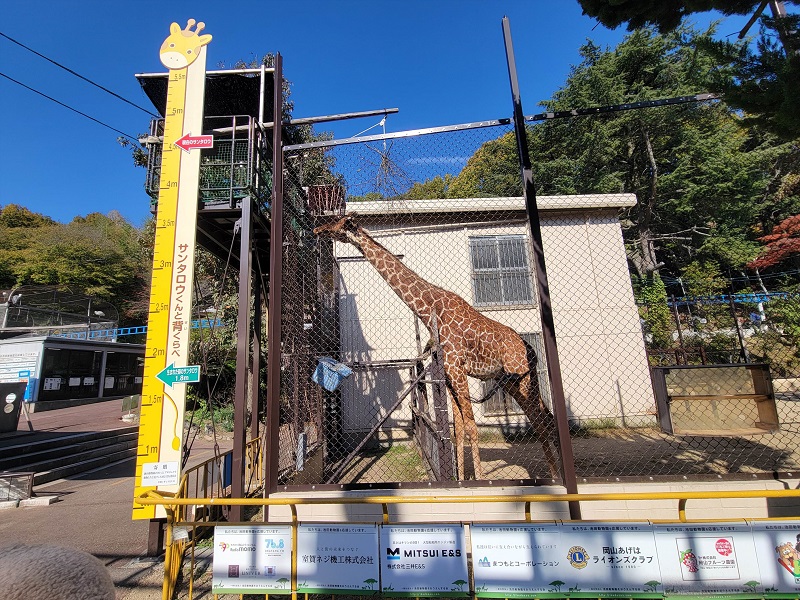 キリン舎|池田動物園
