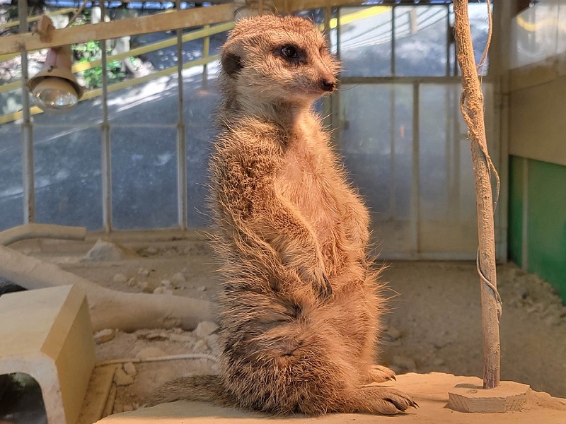 ミーアキャット｜池田動物園