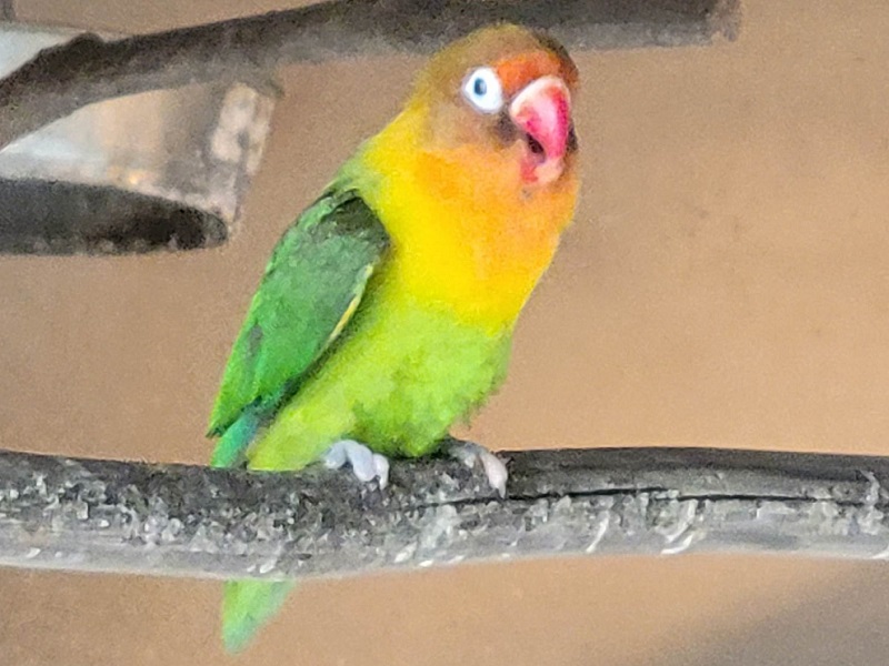 ボタンインコ｜池田動物園