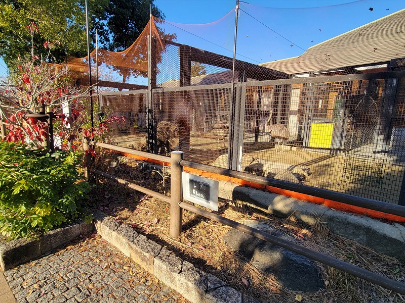 走鳥類ゾーン|福山市立動物園
