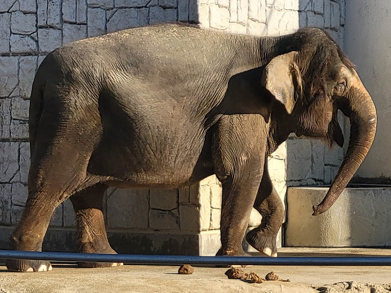 ボルネオゾウ｜福山市立動物園