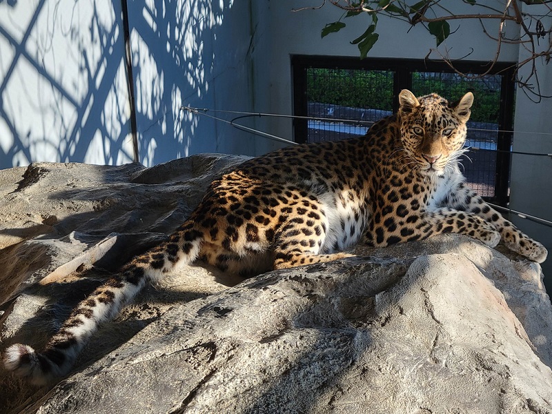 アムールヒョウ｜福山市立動物園