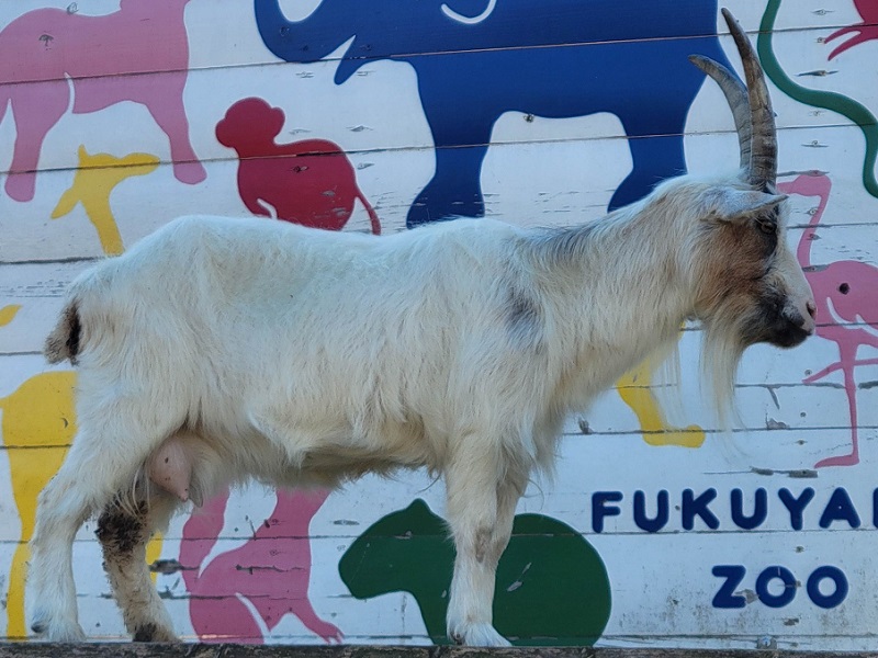 コガタヤギ｜福山市立動物園