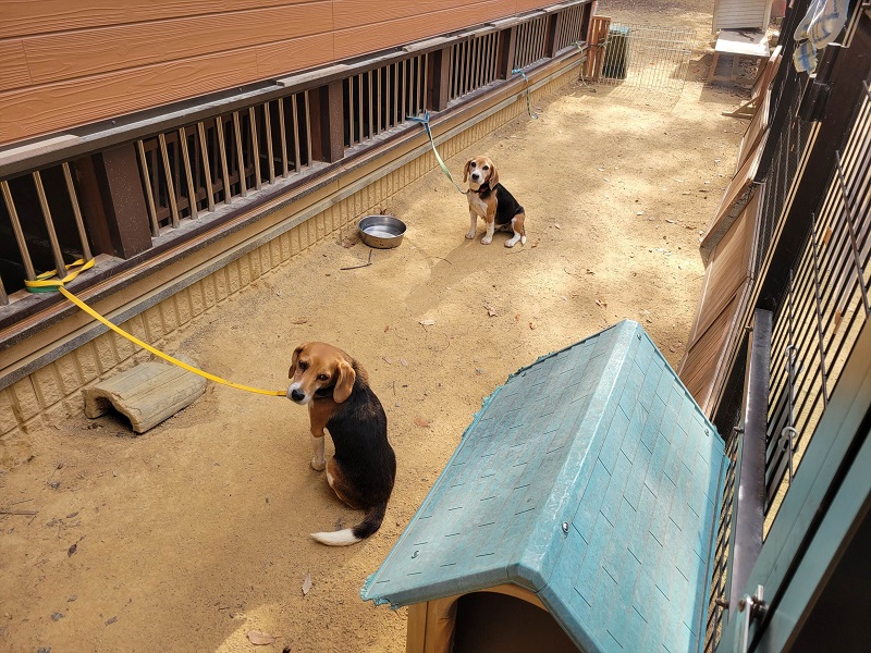 わんこハウス|渋川動物公園