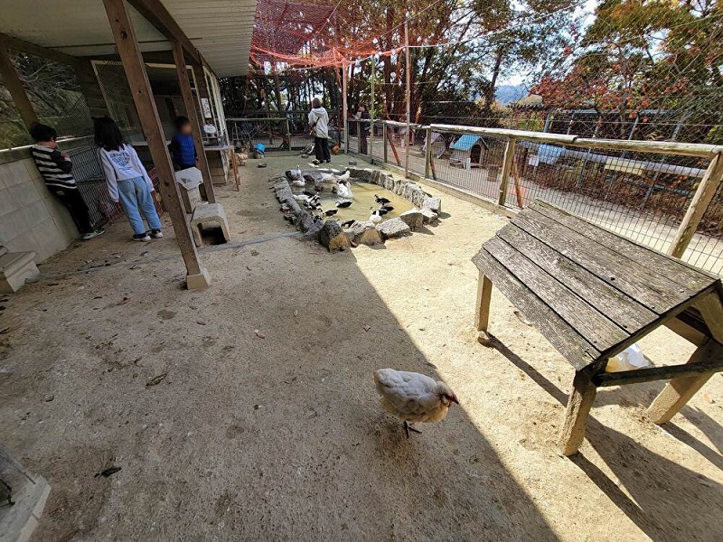コールダック|渋川動物公園