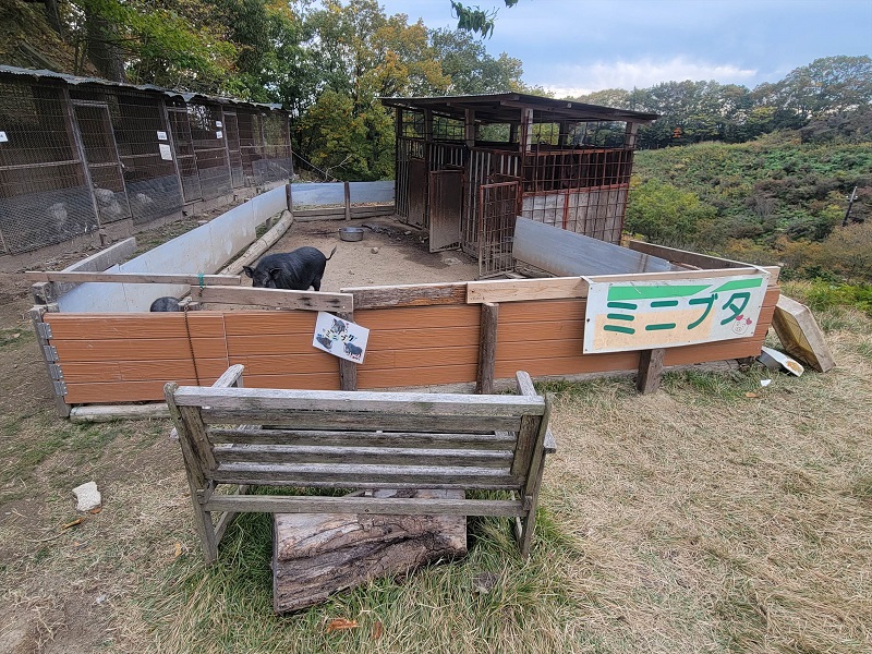 ミニブタ広場|渋川動物公園