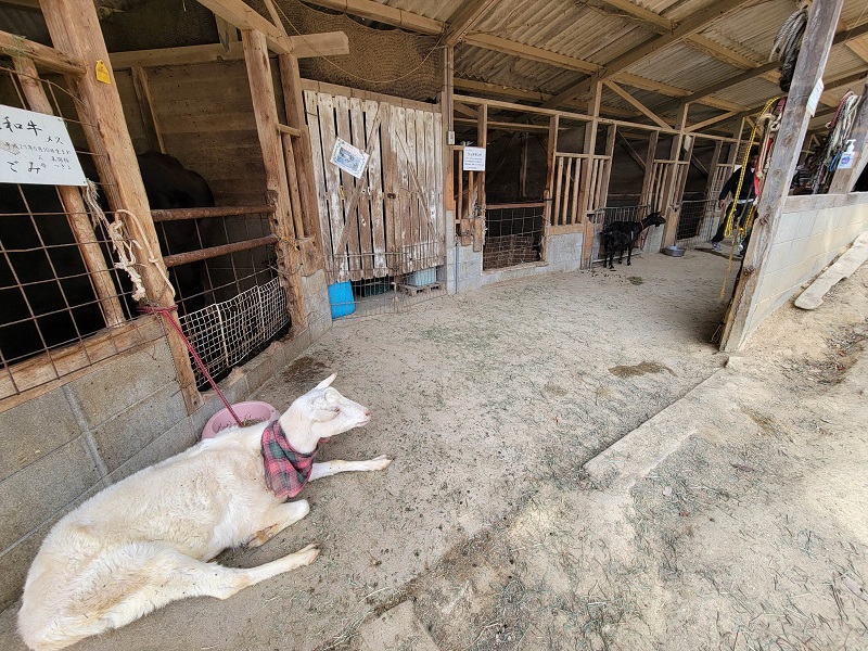 厩舎|渋川動物公園