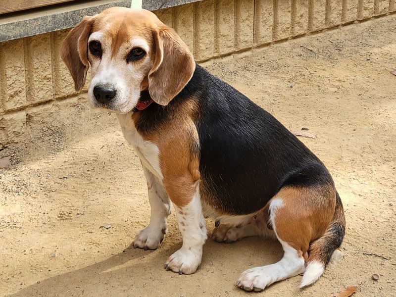 ビーグル｜渋川動物公園