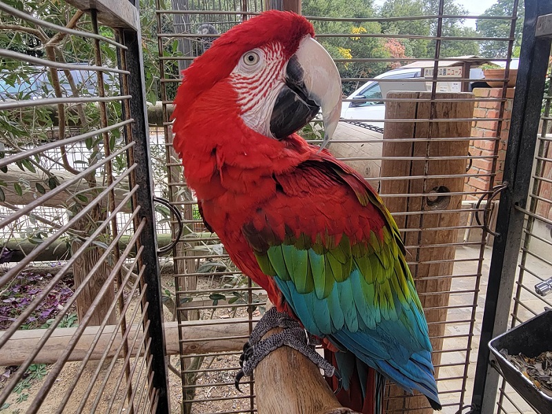 ベニコンゴウインコ｜渋川動物公園