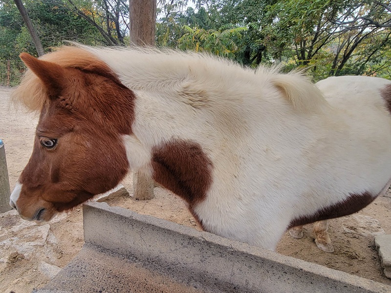 ウェルシュマウンテンポニー｜渋川動物公園