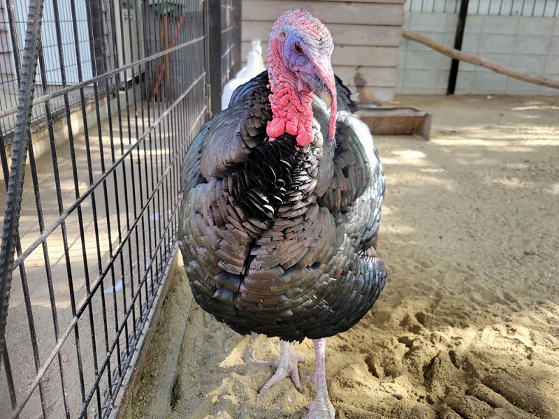 シチメンチョウ・七面鳥｜渋川動物公園