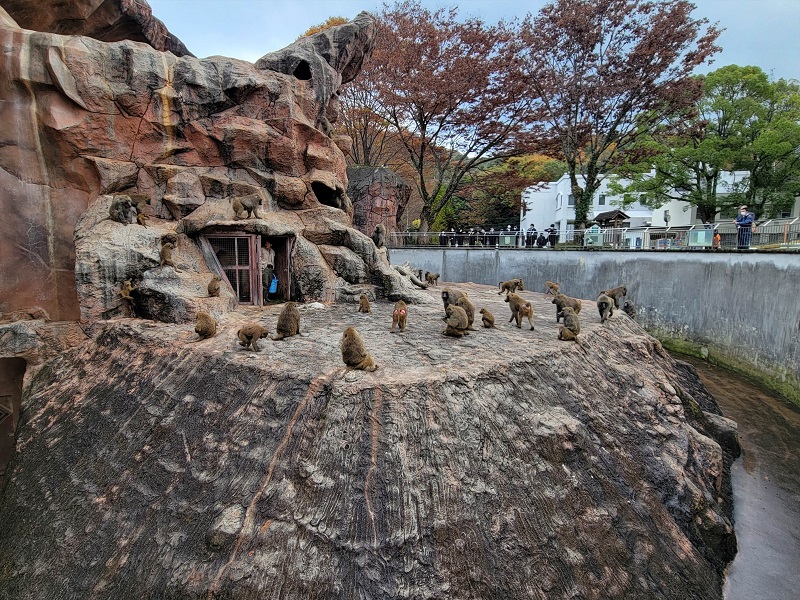 ヒヒ山|広島市安佐動物公園(asazoo)