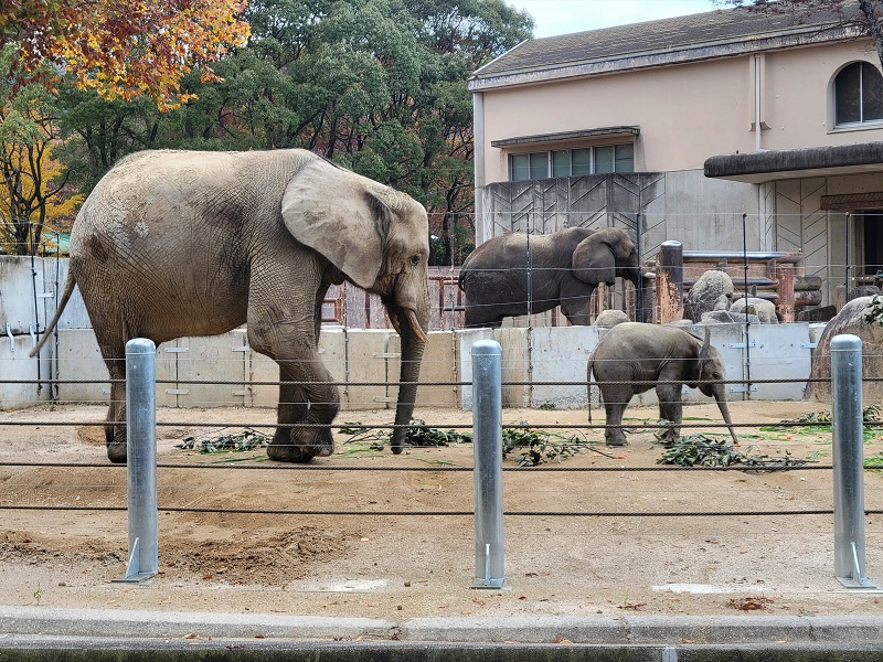 アフリカの動物|広島市安佐動物公園(asazoo)