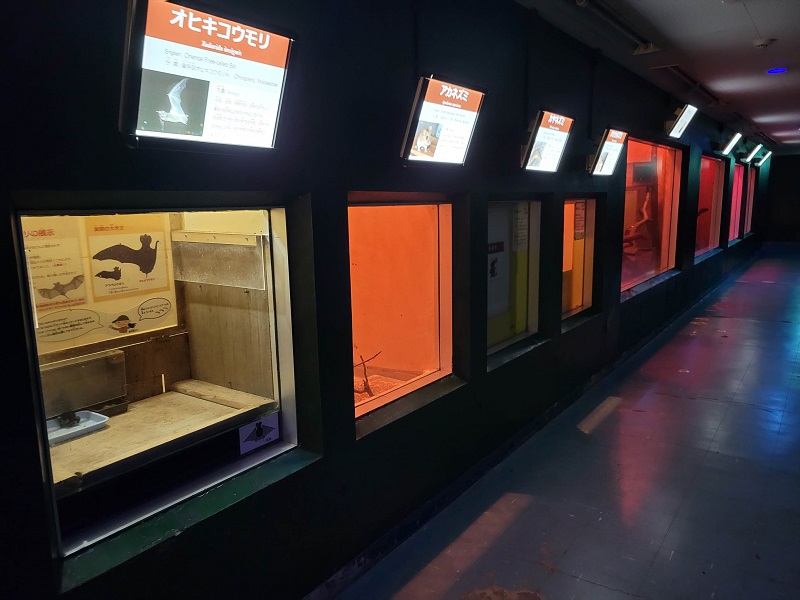 夜行性動物|広島市安佐動物公園(asazoo)