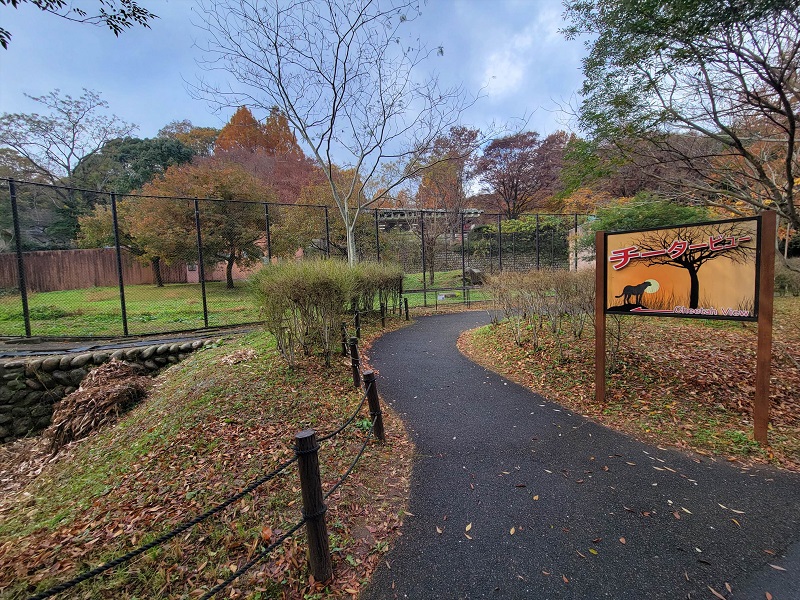 チータービュー|広島市安佐動物公園(asazoo)